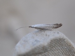 Coleophora albidella