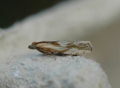 Tistelengvikler (Eucosma cana)