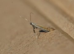 Aspilapteryx tringipennella