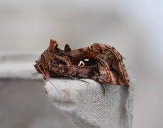 Fiolettbrunt metallfly (Autographa pulchrina)