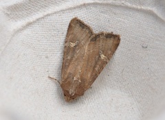 Brunt sumpfly (Helotropha leucostigma)