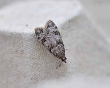 Grå mosemott (Scoparia ancipitella)