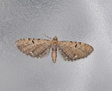 Humledvergmåler (Eupithecia assimilata)