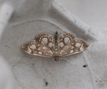 Hyllengmott (Anania coronata)