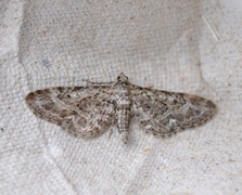 Lyngdvergmåler (Eupithecia nanata)