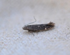 Aproaerema anthyllidella
