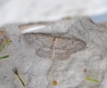 Grå engmåler (Idaea seriata)