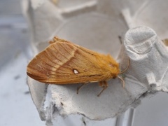 Eikespinner (Lasiocampa quercus)