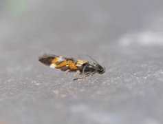 Mompha locupletella