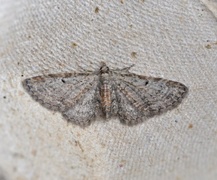 Seljedvergmåler (Eupithecia tenuiata)