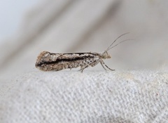 Ypsolopha vittella