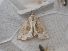 Blåbærnebbfly (Hypena crassalis)