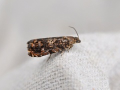 Barkvikler (Enarmonia formosana)