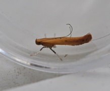 Caloptilia rufipennella