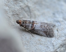 Rognesmalmott (Acrobasis advenella)