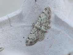 Epleblomstmåler (Pasiphila rectangulata)