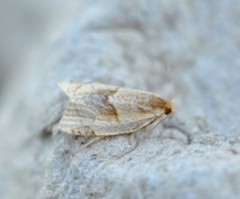 Buskbladvikler (Clepsis rurinana)