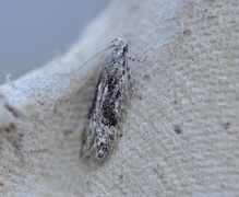 Carpatolechia fugitivella