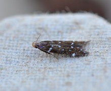 Argolamprotes micella