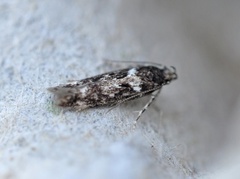 Caryocolum vicinella