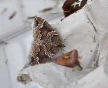 Hagebærmåler (Eulithis prunata)