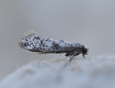 Paraswammerdamia conspersella