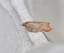 Konkavflatvikler (Acleris emargana)