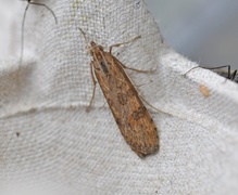 Smalengmott (Nomophila noctuella)