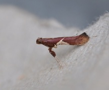 Caloptilia stigmatella