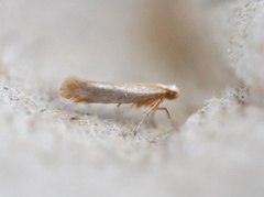 Argyresthia aurulentella