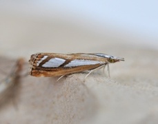 Treflekket nebbmott (Catoptria permutatella)