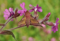 Liten snabelsvermer (Deilephila porcellus)