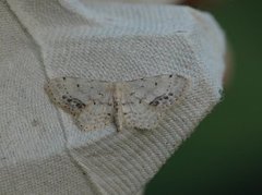 Flekkengmåler (Idaea dimidiata)