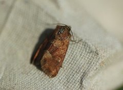 Rødgult engfly (Oligia fasciuncula)