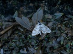 Porselensdammott (Nymphula nitidulata)