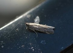 Kystsmalmott (Phycitodes saxicola)