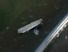 Kystsmalmott (Phycitodes saxicola)