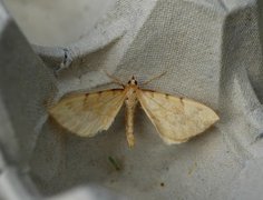 Sløyfemåler (Eulithis pyraliata)