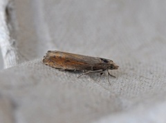 Perikumvikler (Lathronympha strigana)