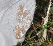 Gul lundmåler (Perizoma flavofasciata)