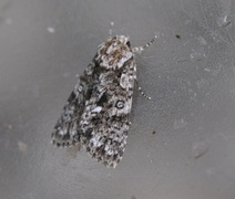 Syrekveldfly (Acronicta rumicis)