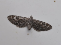 Lyngdvergmåler (Eupithecia nanata)