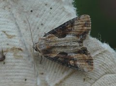 Sumpengfly (Lateroligia ophiogramma)