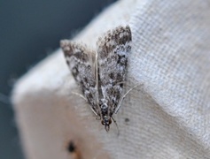 Bergmosemott (Eudonia murana)