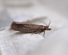 Augustkveldvikler (Epinotia solandriana)