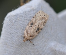 Agonopterix arenella