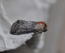 Brungult neslefly (Abrostola triplasia)