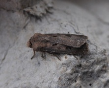 Åkerjordfly (Agrotis exclamationis)