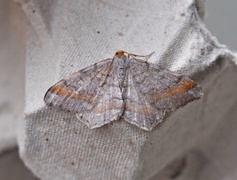 Furubuemåler (Macaria liturata)