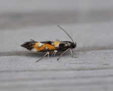 Mompha locupletella